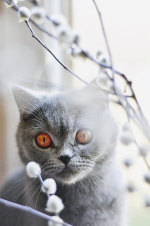 grå katt